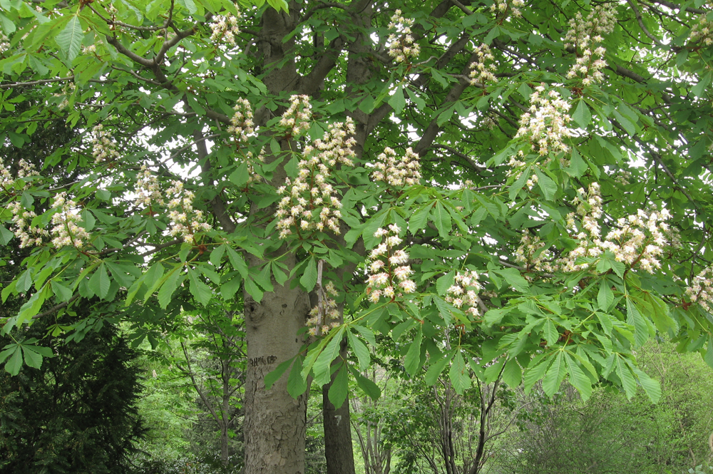 ცხენისწაბლი - Aesculus