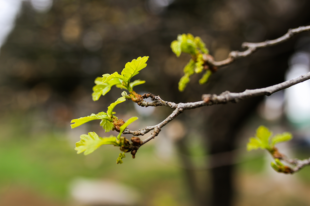 მუხა - Quercus